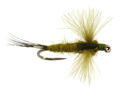 CDC Spent Olive 16