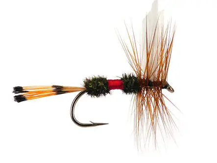 Royal Coachman 14