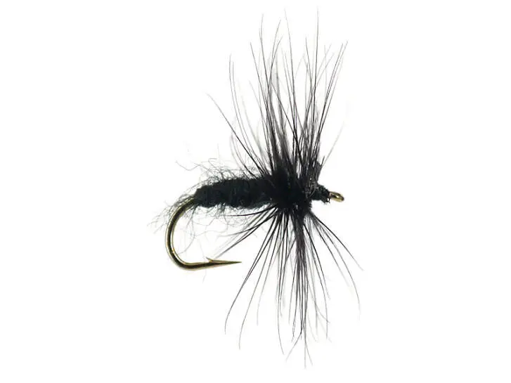 Black Spider 14