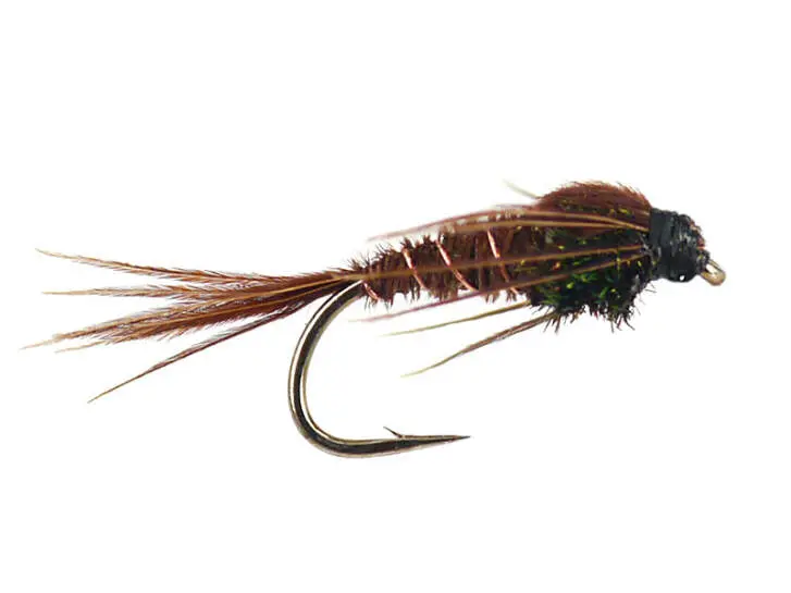 Peacock Pheasant 12