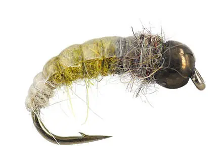 TG Favourite Olive Champ 12
