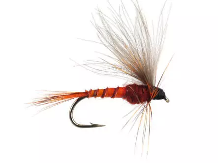 H-Drift Dun - Brown-Reddish