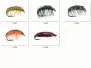 Set Crustacea (Gammarus & Asellus) - S - 10 Fliegen