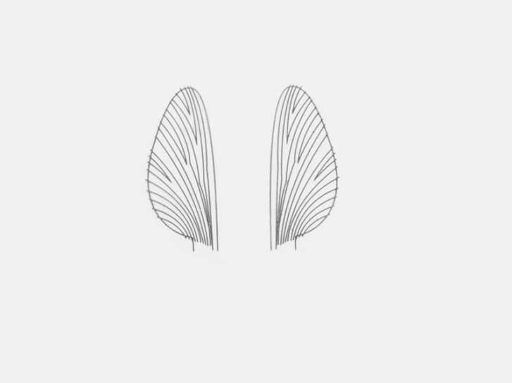 Folie für realistische Flügel von Maifliegen - Größe M3