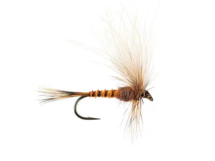 CDC Drift Dun (Olive Upright) - Brown Yellowish