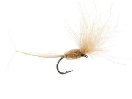 CDC Dry Wonder - Tan