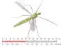 Cranefly Olive Grey (25mm Body)