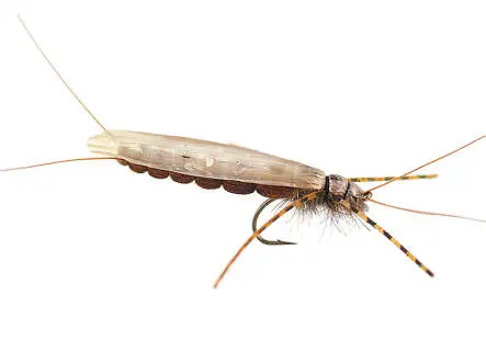 Large Realistic Brown Stonefly 8