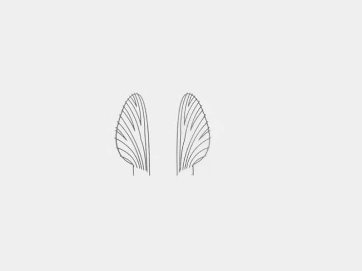 Folie für realistische Flügel von Maifliegen - Größe M4