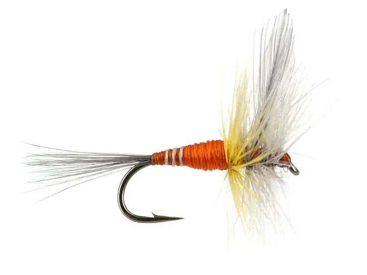 French PL Orange Winged 14