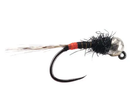 Armandos  Blacky TG Orange Butt BL 10