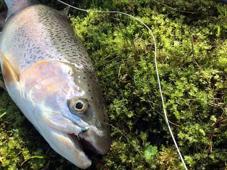 Hermanns Purple Pearl Predator TG BL