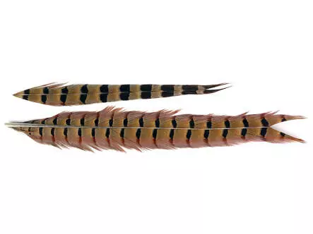 FASANENSTOSSFEDER 1° WAHL hotfly - 1 Stk. - ca. 50 cm