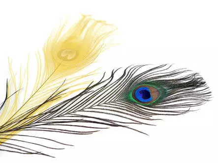 PFAUENAUGE (PEACOCK EYE) hotfly - 1 Stk. - ca. 30 cm