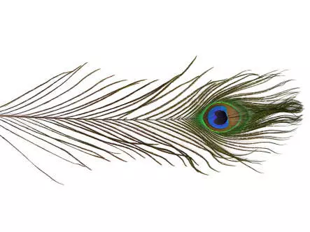 PFAUENAUGE (PEACOCK EYE) hotfly - 1 Stk. - ca. 30 cm