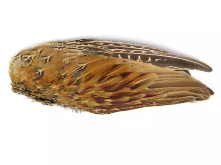 FASANENFLÜGEL MÄNNCHEN hotfly