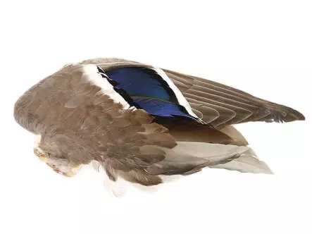 STOCKENTENFLÜGEL hotfly