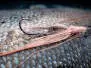MW Pattegrisen Intruder Shrimp Pink 6