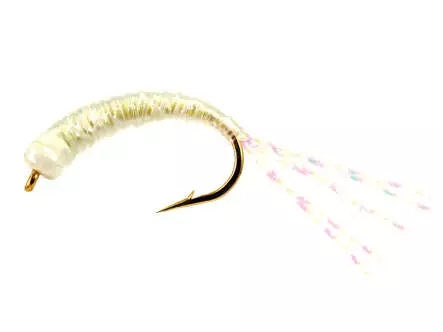 Alosa Agone Hegene ALL PEARL