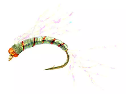 Alosa Agone Hegene CRYSTAL WING