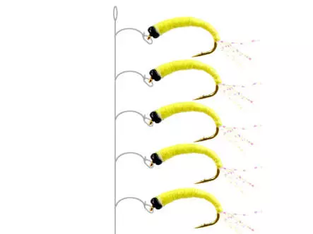 Alosa Agone Hegene YELLOW GLOWING