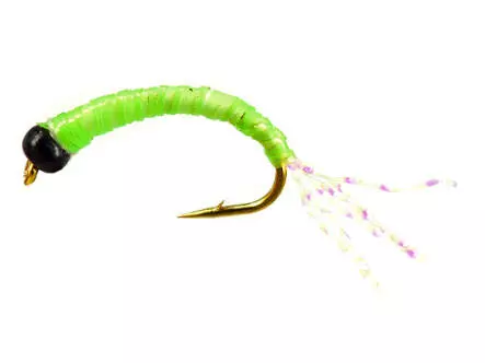 Alosa Agone Hegene CHARTREUSE GLOWING