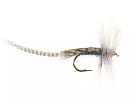 Blue Dun Mayfly