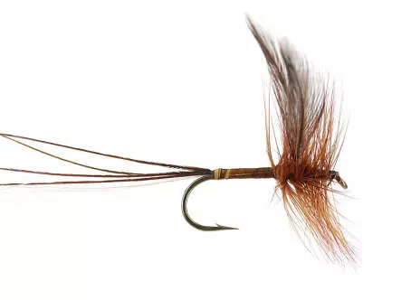 Ginger Quill Mayfly