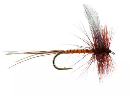 Blue Winged Brown Quill Mayfly