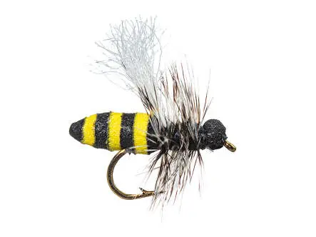 Little Wasp