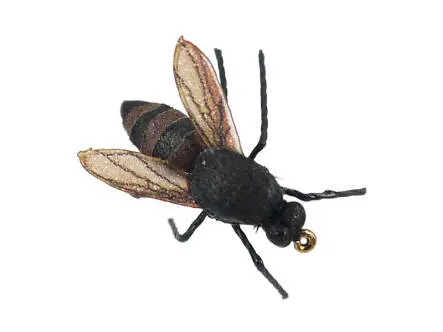Honey Bee