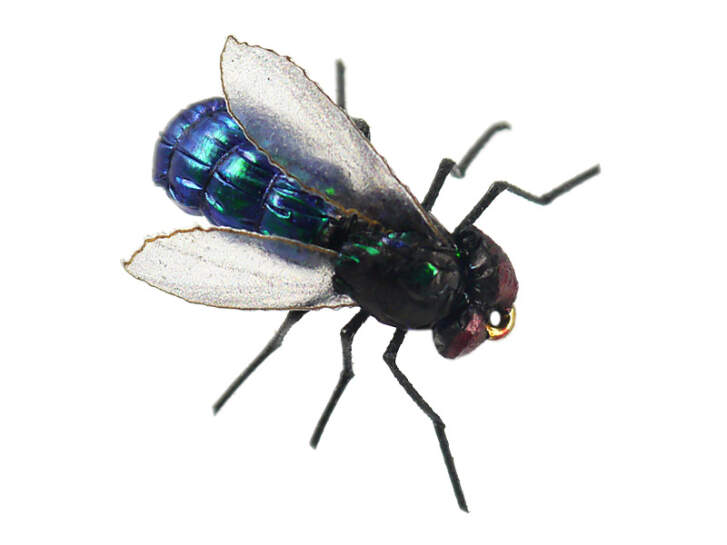 X-true Blue Fly