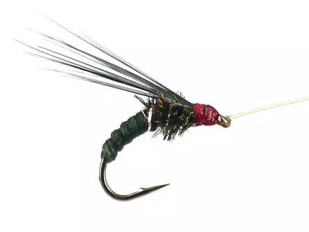 Franz Bipeack Olive