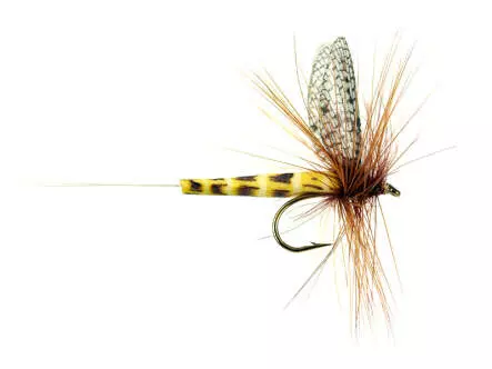Danica SP