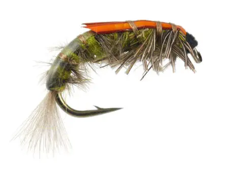 Hydropsyche Larva