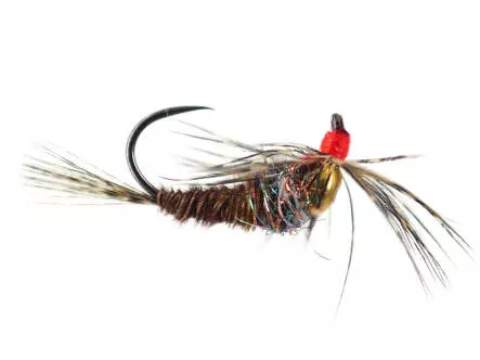 Pheasant Spider Javi TG BL