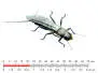 Stonefly Adult 3 Black 22mm