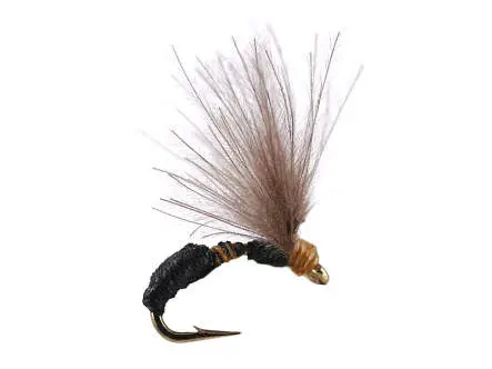 Smooth Black Brown Ant