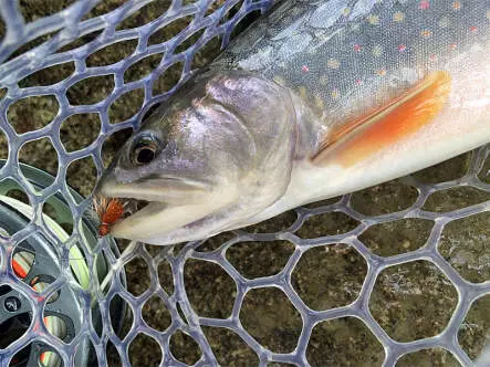 Orange High Viz Deer Hair Sedge BL