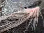 MW Pattegrisen Intruder Shrimp Pink