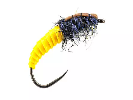 Yellow Giant Wonder Larva BL