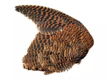 SCHNEPFENFLÜGEL hotfly