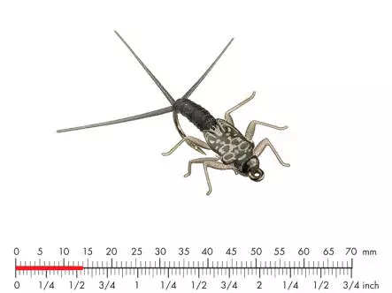 Tungsten Mayfly Nymph 4 Black