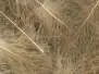 CDC Federn Cul de Canard EVO SELECTED hotfly - 1 g -...