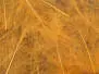 CDC Federn Cul de Canard EVO SELECTED hotfly - 1 g - ochre