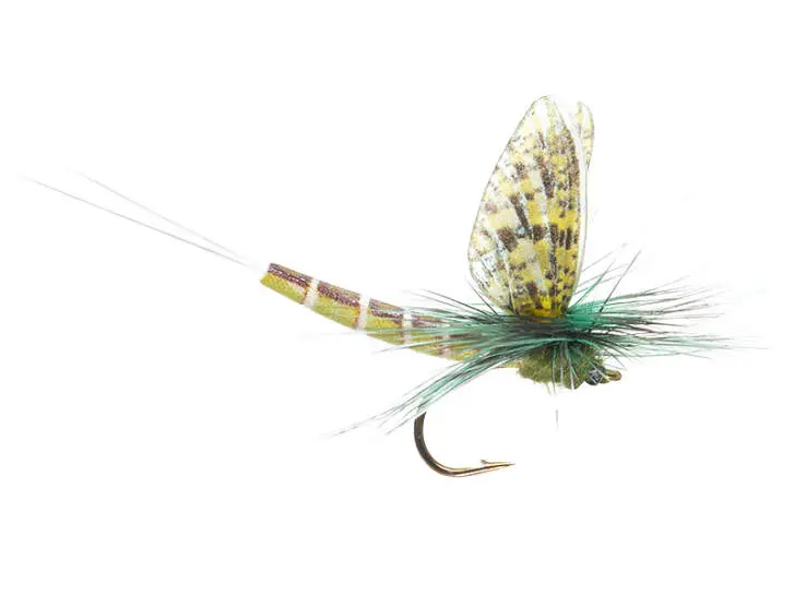 Green Drake Eastern