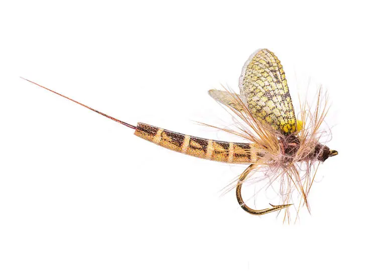 Vulgata CDC 12