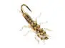 Stonefly Jig Tan 6