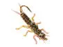 Stonefly Jig Brown