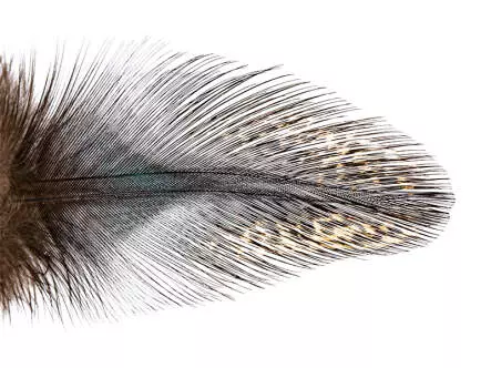 FEDERN COQ DE LEÒN PARDO grade 2 hotfly - 10 pz.